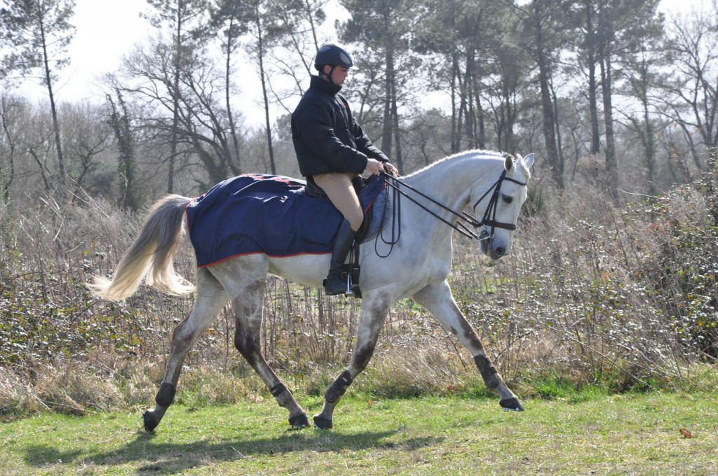 Le Cavalier S En Sert Pour Stimuler Son Cheval L’exercice de Pierre Defrance · France Complet